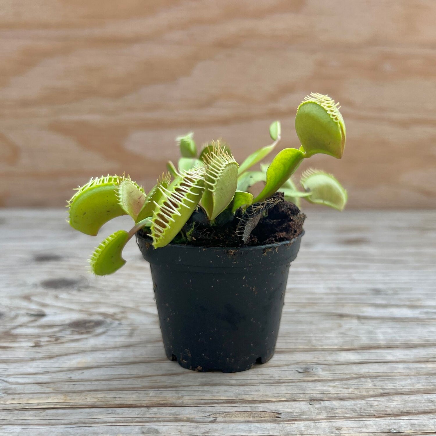 Venus Fly Trap
