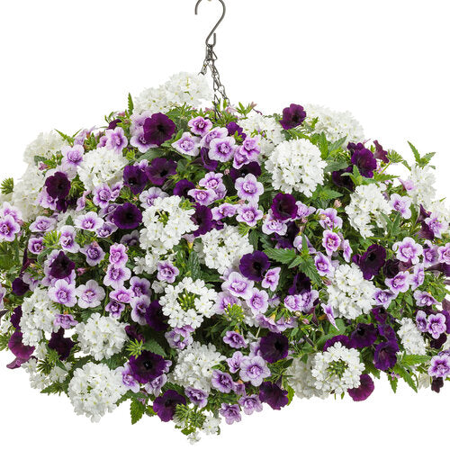 Petunia 'Supertunia Mini Vista® Midnight'