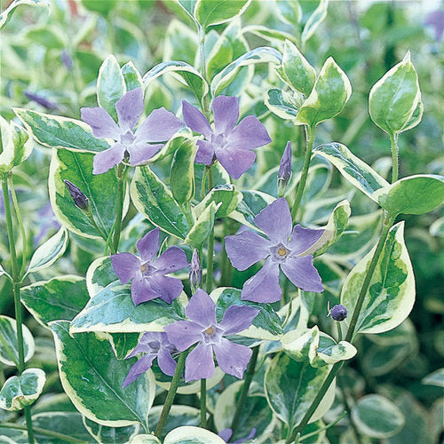 Vinca Major 'Varigated'