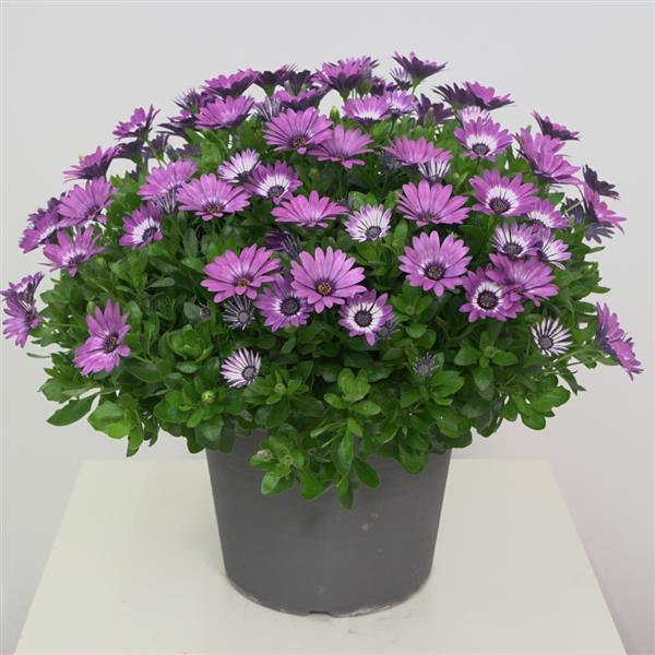 Osteospermum 'Zion' Series