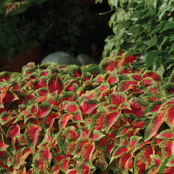 Coleus 'Watermelon'