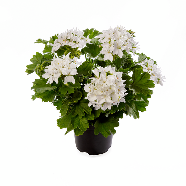 Geranium 'Starry Pure White'