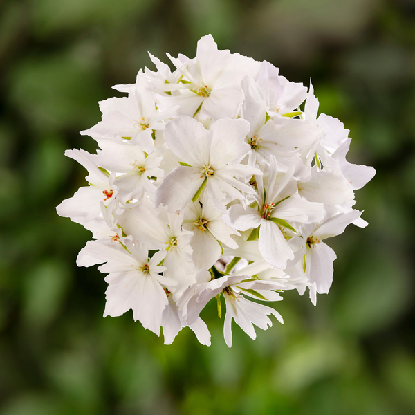 Geranium 'Starry Pure White'