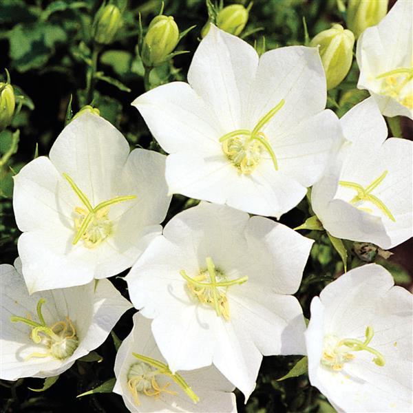 Campanula 'White Clips Dwarf'