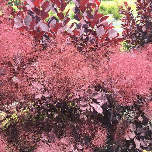 Smoke Bush 'Winecraft Black'