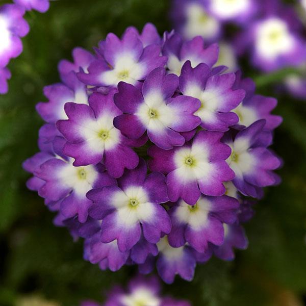 Verbena 'Wink' Series