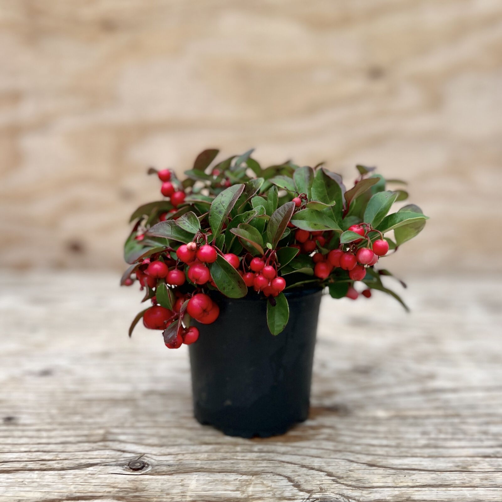 Wintergreen - Gaultheria Procumbens – van der Meer Garden Centre