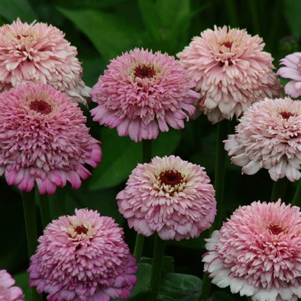 Zinna 'Zinderella' Series